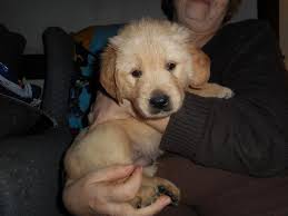 A purebred golden retriever puppy from a reputable breeder in the usa may cost you between $1,500 and $2,500. Akc Golden Retriever Puppies For Sale In Enfield Connecticut Classified Americanlisted Com