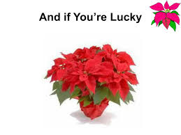 Ppt Poinsettia Powerpoint Presentation Free Download Id 3705047