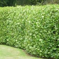 Griseline Plante Haie Arbuste Haie Arbre Pour Haie