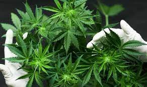 Bussiness insider pun menyebut manfaat lain ganja bagi kesehatan. Boleh Tanam Pokok Ganja Kalau Dapat Kebenaran