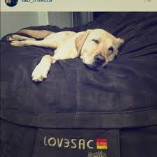 Lovesac Large Pet Bed Cover Pet Bed Cover Large Pet Beds Pet Bed
