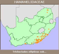 Image result for Trichocladus ellipticus