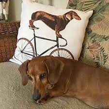 There are so many loving adoptable pets right in your community waiting for a family to call their own. Cleveland Ohio Dachshund Meet Buster A For Adoption Https Www Adoptapet Com Pet 20512453 Cleveland Ohio Dachshu Dachshund Dachshund Adoption Weiner Dog