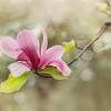 Description:here at bay flowers we offer beautiful and original floral and gift options. 1