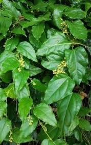 Image result for Tiliacora