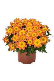 Image result for foto Dvouzubec