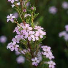 Coleonema Pulchellum Pink Breath Of Heaven Shrub Coleonema Pulchrum Hort Diosma Flowering Bushes Plants Shrubs