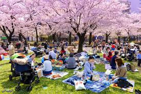 جريدة الرياض | اليابان تكتسي بزهور الكرز