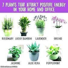Best Office Plants No Sunlight Grow Indoors Plants That Grow With Little Sunlight Gardening Gardening Tips Indoor Garde Bedroom Plants Plants Feng Shui Bedroom