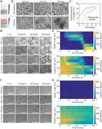 Download free cad block of wrought iron fences suitable for railing, boundary wall, grill etc. Hypoxia And Matrix Viscoelasticity Sequentially Regulate Endothelial Progenitor Cluster Based Vasculogenesis Science Advances