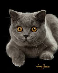 Find local british shorthair in cats and kittens in the uk and ireland. About Us Chubbybuddy Cats