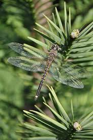 Albury Botanic Garden Wollemia And Dragonfly Botanical Gardens Melbourne Trip Modern Garden