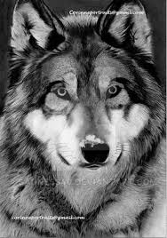 Black And Grey Wolf Drawing Loup Gris Grey Wolf Charcoal Drawing Cute Animal Drawings Wolf Photos