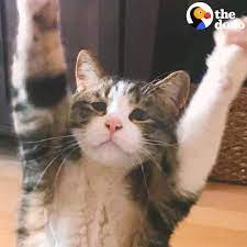 We carefully pick the best background images for different resolutions 1920x1080 iphone 5678x full hd uhq samsung galaxy s5 s6 s7 s8 1600x900 1080p etc. The Dodo Sad Looking Cat Is So Happy To Be Part Of A Family Facebook