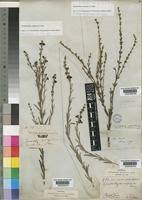 Image result for Gomphostigma