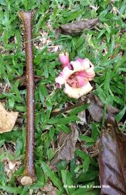 Image result for Oroxylum