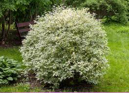 Check spelling or type a new query. Cornus Alba Tatarian Dogwood North Carolina Extension Gardener Plant Toolbox