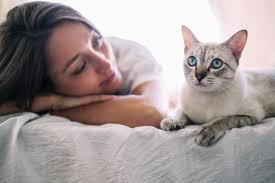 Thousands of cat owners voted bought by many the best pet insurance provider in the 2020 insurance choice awards. Compare Pet Insurance How To Compare Pet Insurance Providers