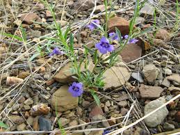 Image result for Aptosimum lugardiae