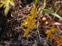 Image result for Merremia quinquefolia