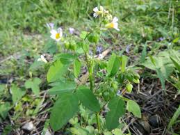 Image result for Oxalis barrelieri