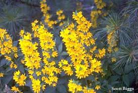 Image result for Lysimachia barbata