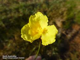 Image result for Xyris peteri