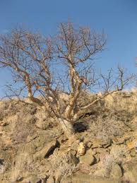 Image result for Commiphora tenuipetiolata