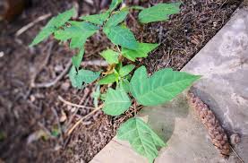 See full list on solutionsstores.com The Best Home Remedies For Poison Ivy Health Essentials From Cleveland Clinic