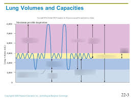 Lab 5 Respiratory Physiology Respiratory Volumes And