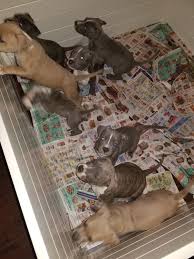 While beautiful, this can lead to health problems. Pennysaver Blue Nose Pitbull Puppies In Riverside California Usa