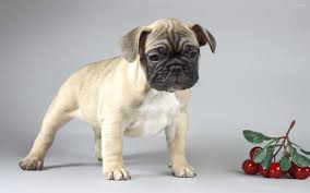 Puppy pug wallpapers will be downloaded onto your device, displaying a progress. Cute Sad Pug Puppy Wallpaper Animal Wallpapers 49473