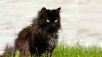 32 Best Long haired black cats images | Cats, Crazy cats ...