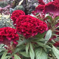 Twisted Red Celosia Twisted Red Garden Crossings