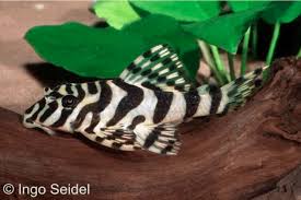 Welse is a river of brandenburg, germany. Deutsche Nachzuchten Bei L Welsen My Fish Aus Freude An Der Aquaristik