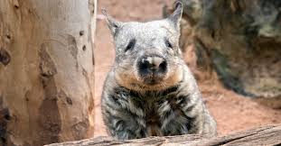 Image result for Southern hairy-nosed wombat