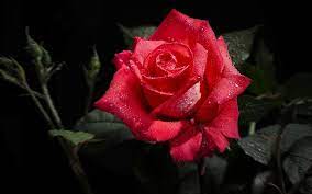 Find images of red roses. Best Red Rose Flower Macro Wallpaper Best 12792 Wallpaper Red Rose Flower Red Rose Pictures Wet Flowers