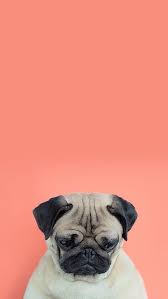  240 Wallpaper Favorit Ideas Wallpaper Cute Wallpapers Iphone Wallpaper