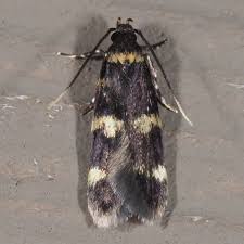 Image result for Hermannia parvula