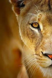 Half Face Lioness Female Lion Animals Animals Beautiful
