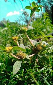 Image result for Flaveria trinervia