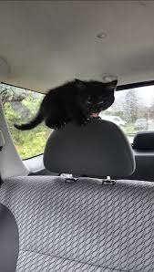 ‪Cats‬‏