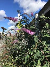 Maybe you would like to learn more about one of these? Butterfly Bush October 2017 Weed Of The Month Noxious Weeds Blog