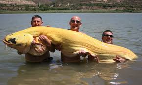 It was one of the heaviest fish ever caught on rod and reel. What A Whopper Angler Enters Record Books After Catching Eight Foot Albino Catfish Daily Mail Online