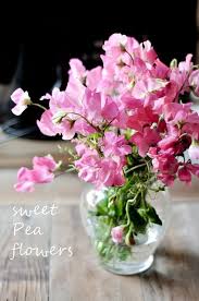 Part of ananda la's annual festival celebrating the teachings of paramhansa yogananda. Sweet Pea Flowers Sweet Pea Flowers Pea Flower Amazing Flowers