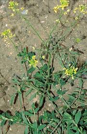 Image result for Rorippa nudiuscula