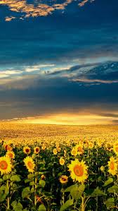 2,101 total views, 2 views today download the perfect iphone wallpaper pictures. Nature Splendid Vast Sunflower Field Iphone 8 Wallpapers Free Download