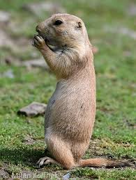 Image result for Cynomys ludovicianus obrázek