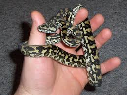 Wait for it 😂 after a snake rescue with this cheeky carpet python while filming for 'crikey! Teppichpython Nz2010 In Bayreuth Tiere Kleinanzeigen