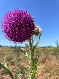 Image result for Dipsacus pinnatifidus